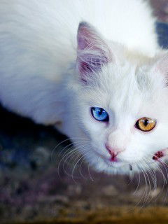 Катя Самонина