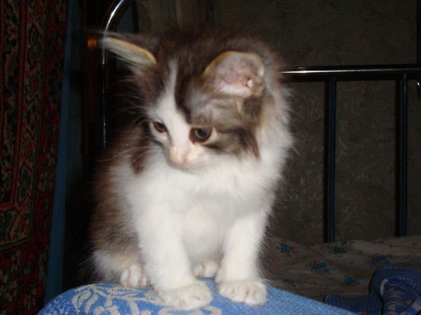 Роза Залялова