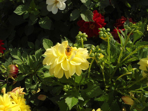 Люба Шалаева