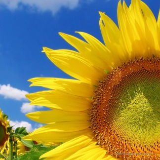 Світлана Флань