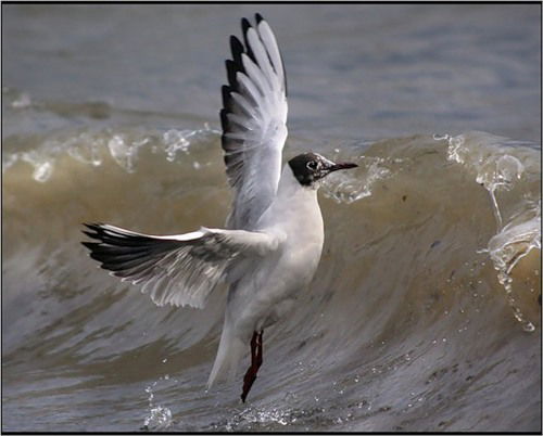 Лариса Петрухина