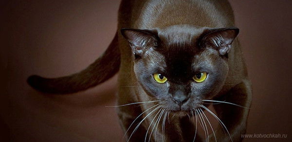 Руслан Губа