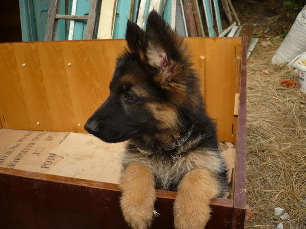 Тарас Курак