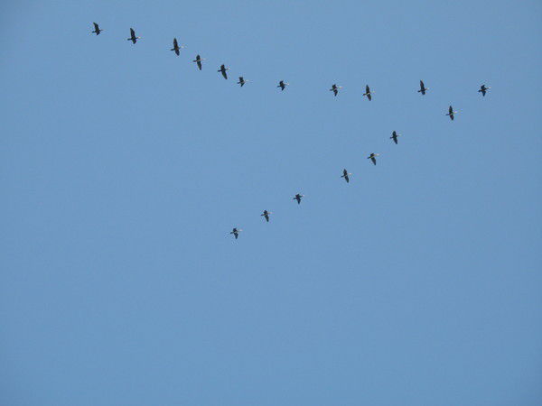 Вито Карлеоне