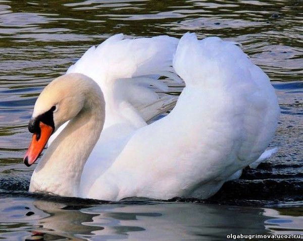 Софья Батина