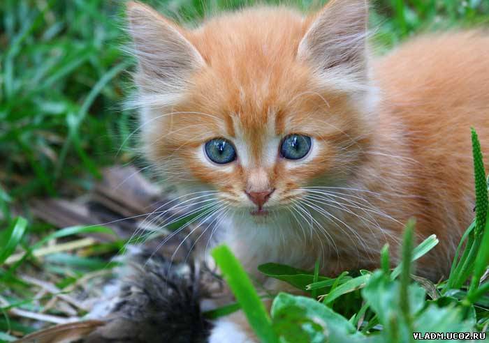 Елена Нестеренко