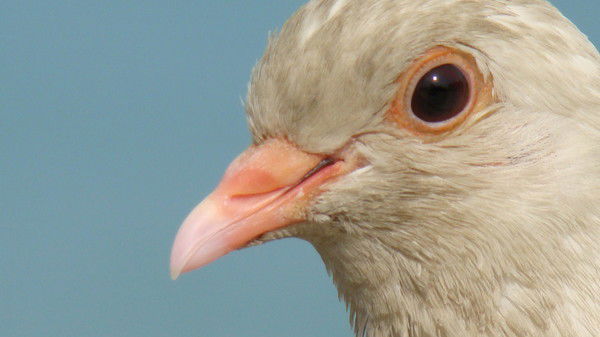 Валерий Яллак