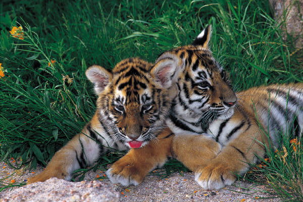 Наташа Синотова