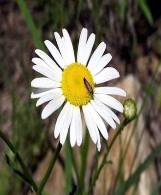 Юлия Думчева