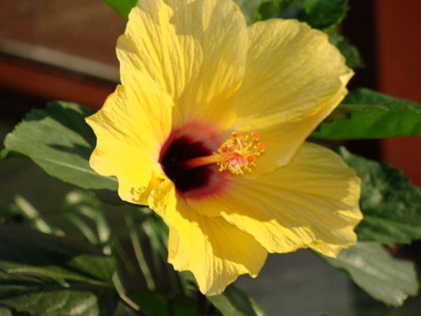 Ниша Кокдер