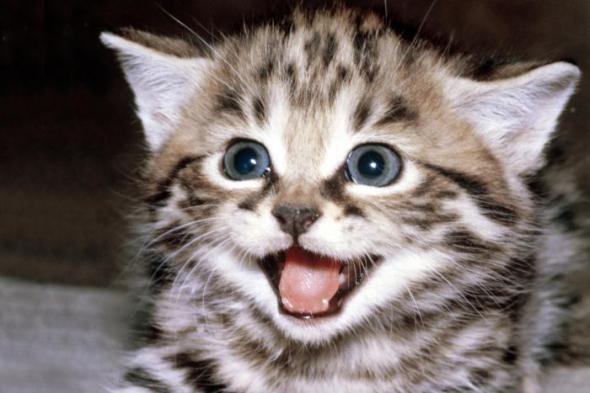 Олег Пенкин