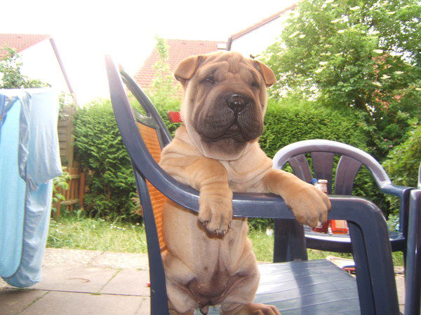 Ирина Приходько