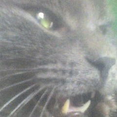 Роман Дегтяр