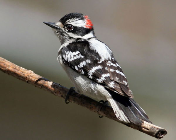 Салон-Магазин Дивар