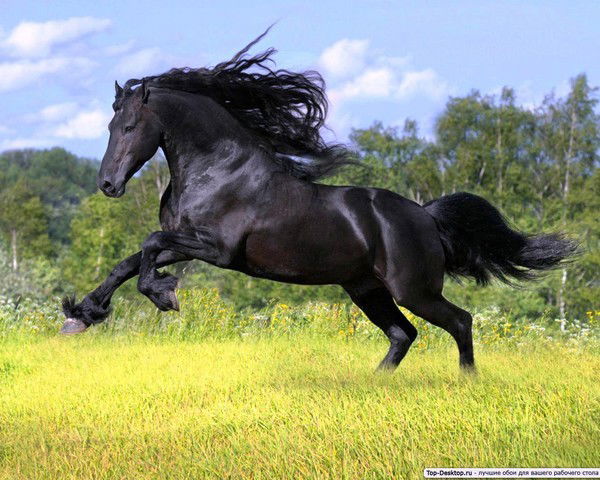 Адилет Ражапов