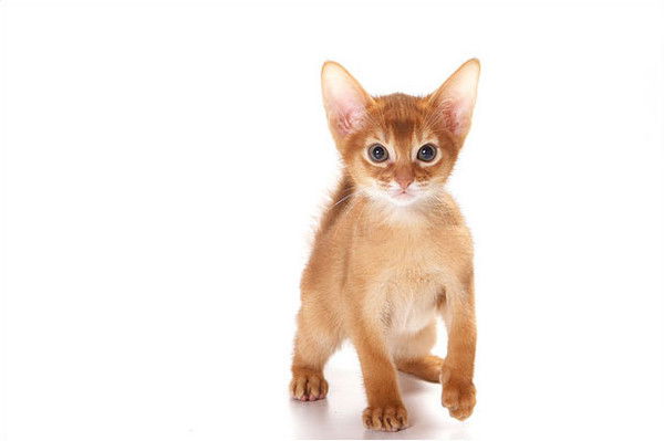 Светлана Власова