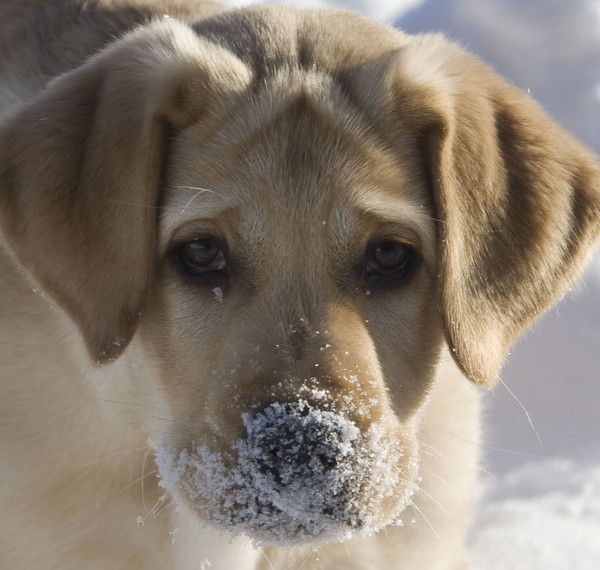 Игорь Тимошенков