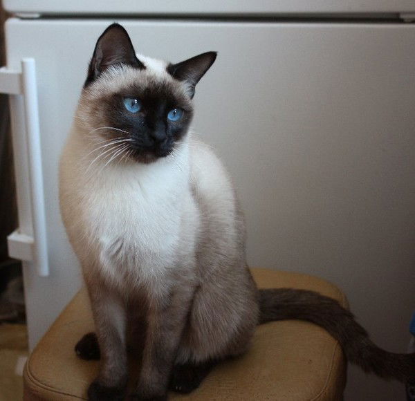 Вера Георгиевна Симонова