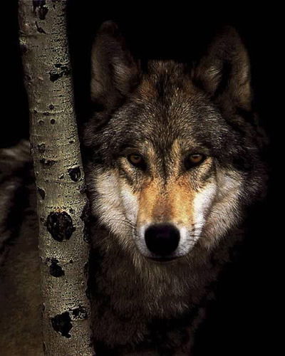 Максим Силин