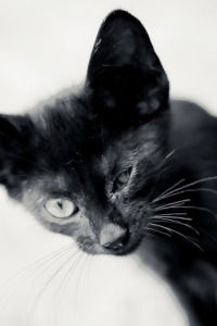 Екатерина Литовченко