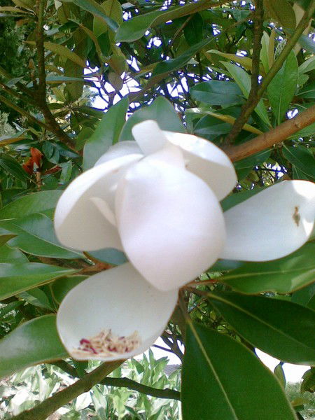 Инна Дружинская