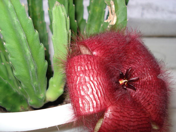 Игорь Бартенев