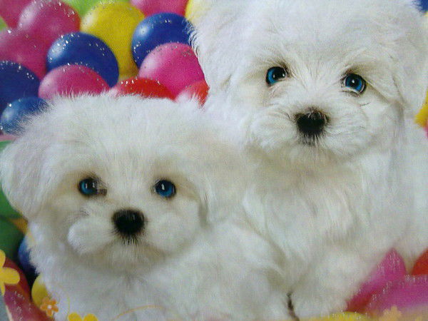 Валя Соколова