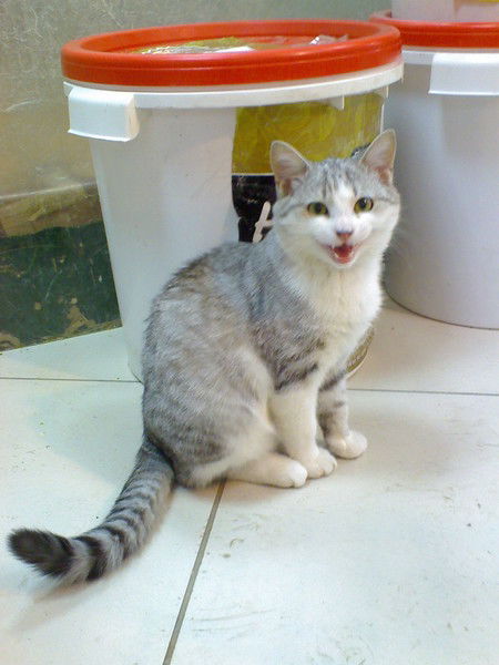 Елена Егорова