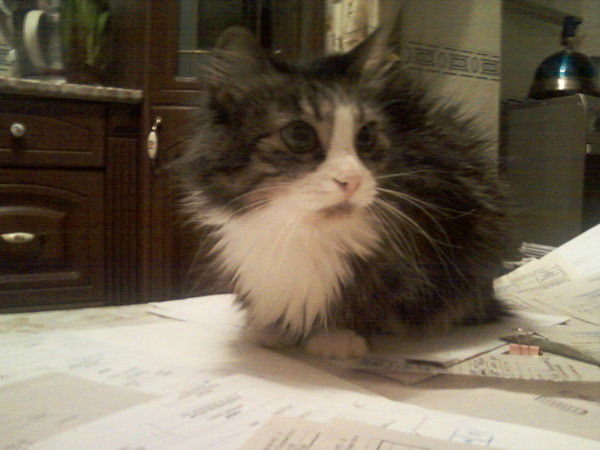 Аксана Хашкулова