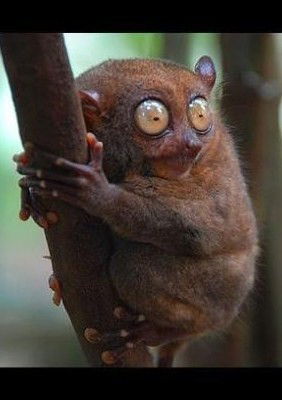 Слава Окольников