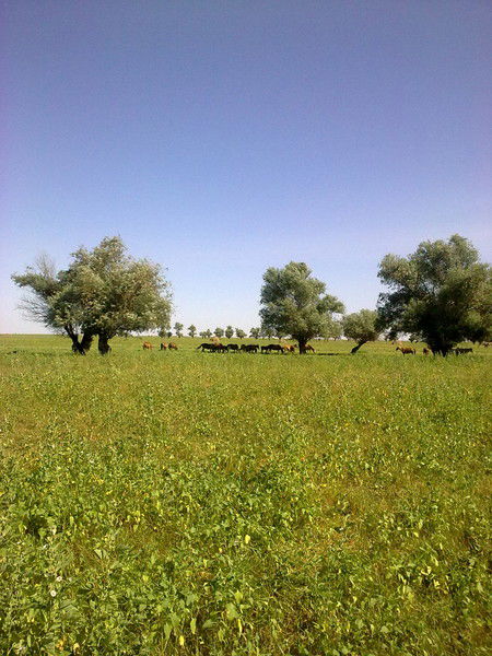 Саягуль Газимова