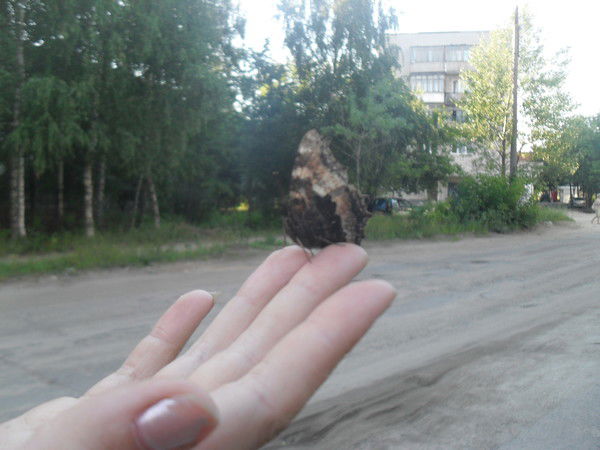 Ольга Майорова