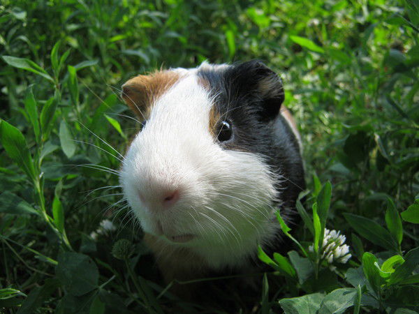 Лариса Пивень