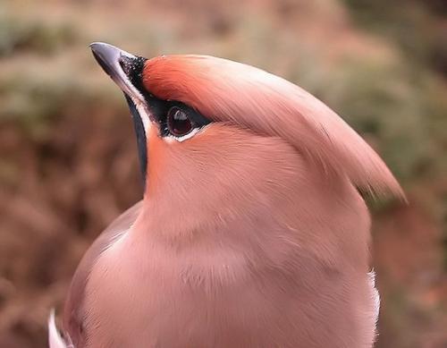 Диана Игнатьева