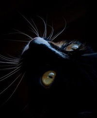 Вика Пёрышкина