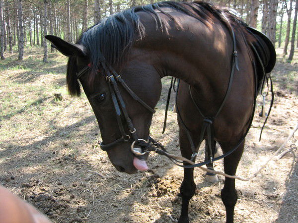 Алена Леденева