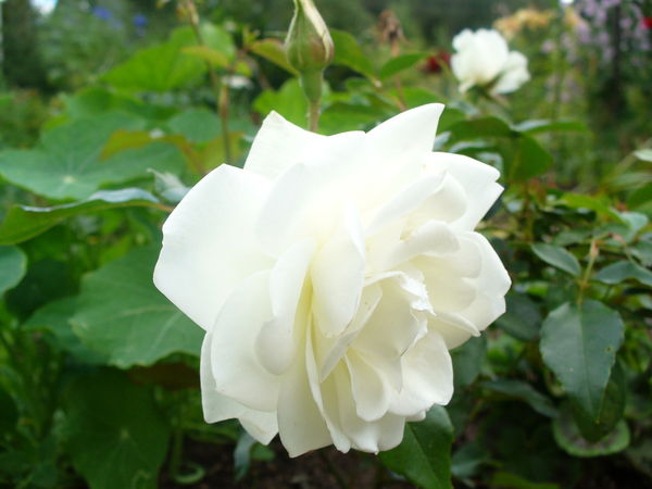 Анна Шевелева