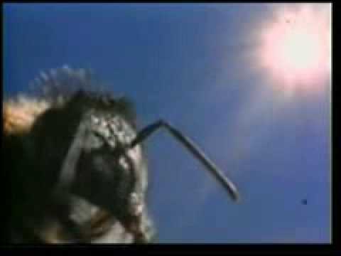 Валентина Севостьянова