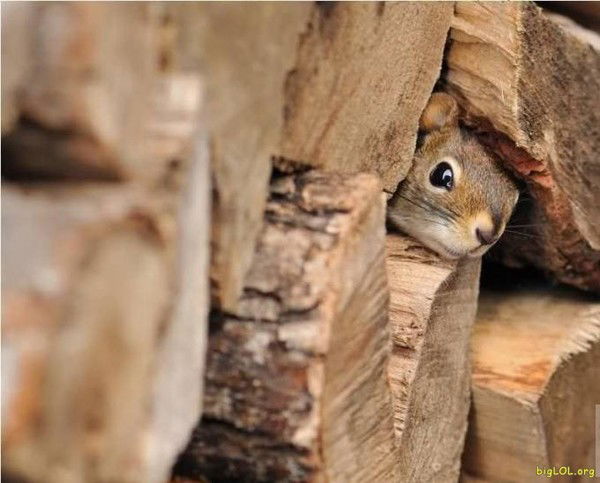 Адель Кулькеева