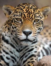 Лариса Волкова