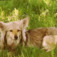 Василиса Пахомова