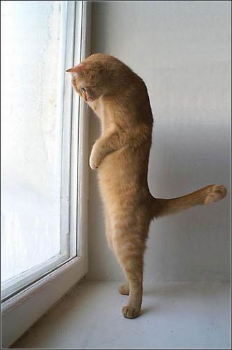 Андрей Курило