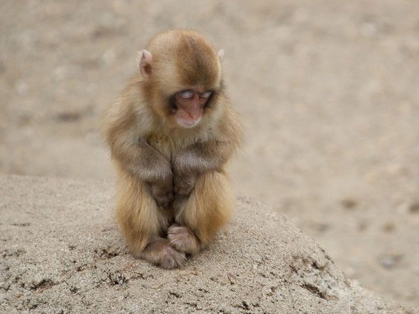 Аня Сковородко
