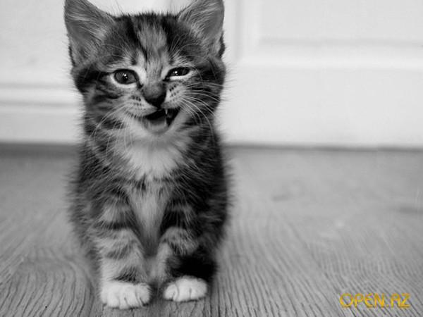 Татьяна Вавилова