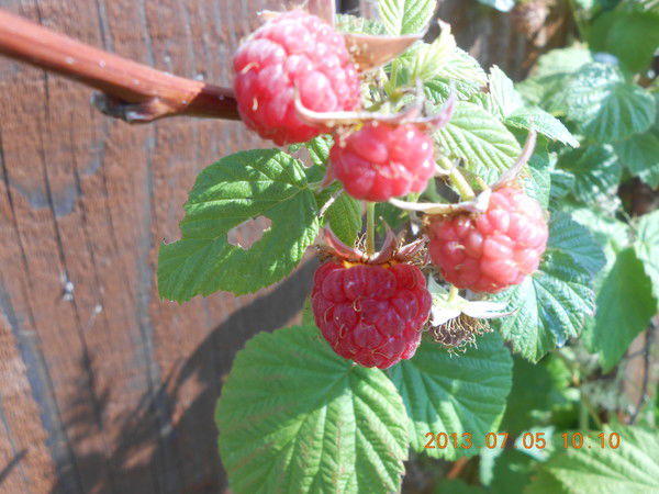 Татьяна Кочкина