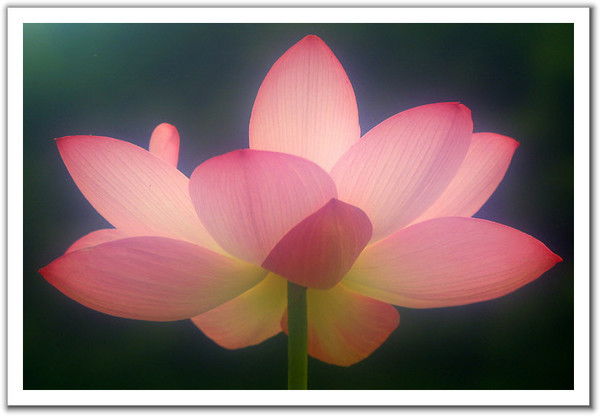 Вера Нефедова