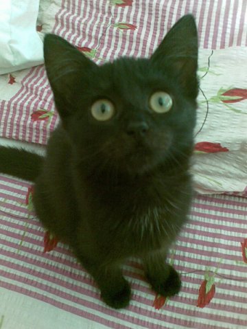 Светлана Долинная