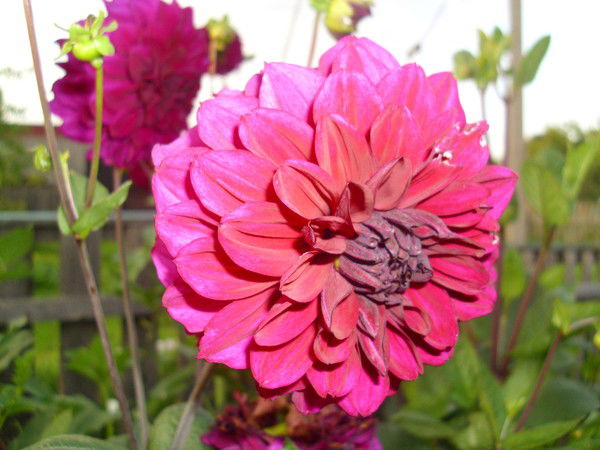 Светлана Шевчёнок