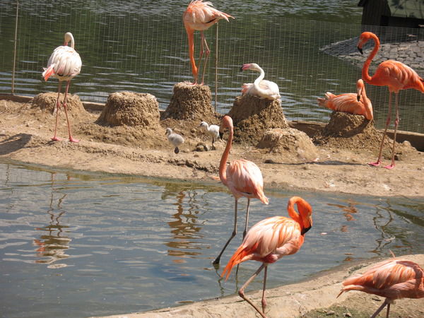 Альфия Майларова