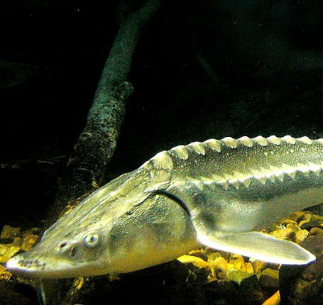 Петров Василий